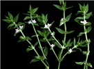 Flowering plant D. teres: plant in leaf and flower.
