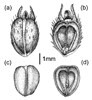 Fruit and seed D. teres: fruits and seed; Coccus (a & b) dorsal and ventral sides; Seed (c & d) dorsal and ventral sides.