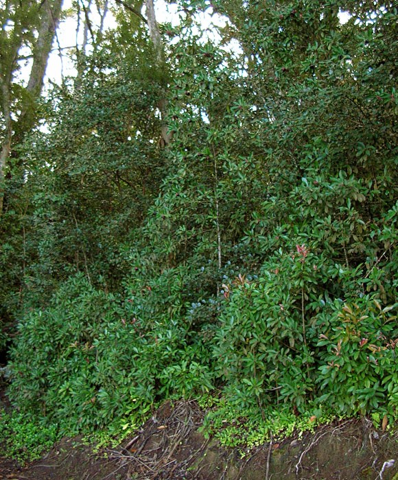 Habit Ardisia elliptica (shoebutton ardisia); habit on roadside. Hana Hwy, Maui, Hawaii, USA. January, 2005.