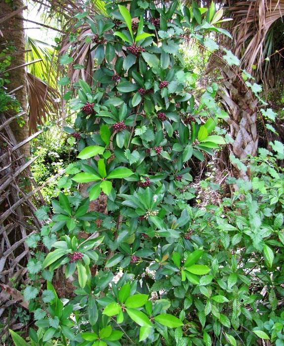 Habit Ardisia elliptica (shoebutton ardisia); habit. John Prince Park, Lake Worth, Florida, USA. September, 2009.