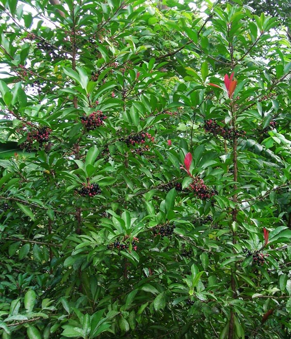 Habit Ardisia elliptica (shoebutton ardisia); habit. Hana Hwy, Maui, March 06, 2006.