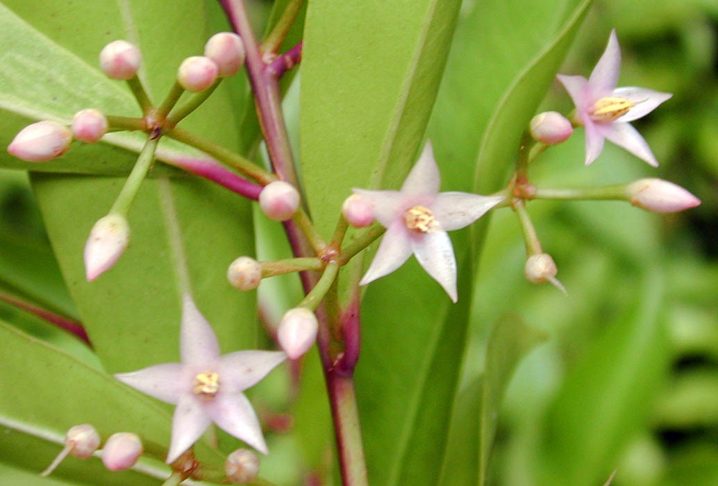 Flowers Ardisia elliptica (shoebutton ardisia); flowers. Wahinepee, Maui, Hawaii, USA. August, 2002.