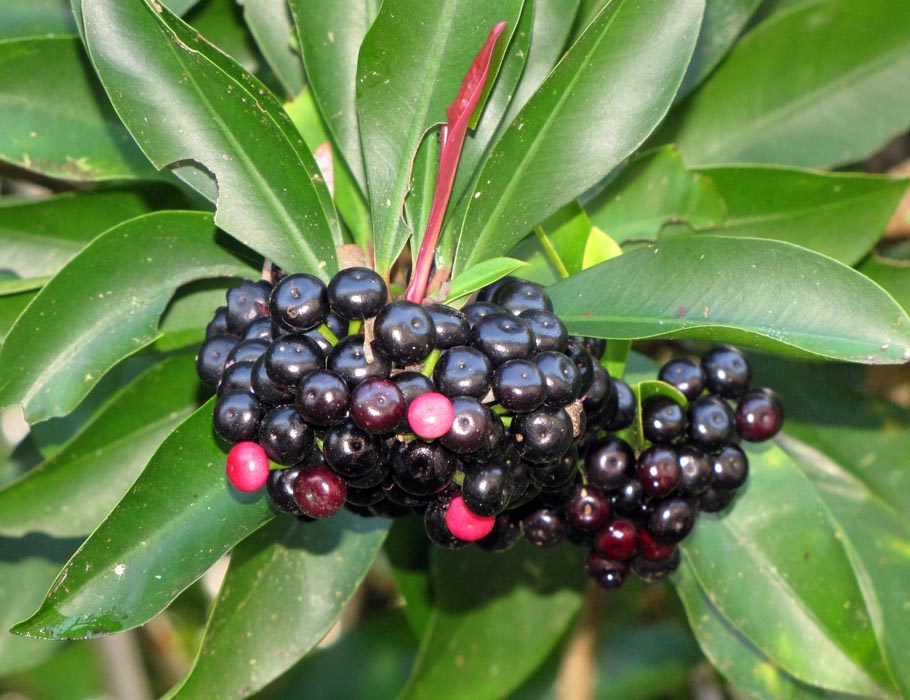 Fruits Ardisia elliptica (shoebutton ardisia); ripe fruit and leaves. Hana Hwy Oopuola, Maui, Hawaii, March, 2011.