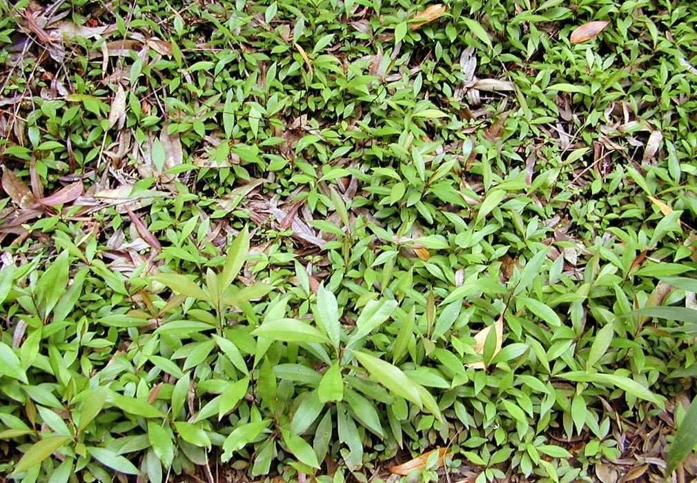 Seedlings Ardisia elliptica (shoebutton ardisia); seedlings. Wahinepee, Maui, Hawaii, USA. August, 2002.