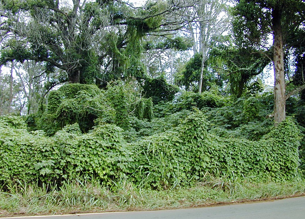 Habit Anredera cordifolia (Madeira vine, mignonette vine, uala hupe); typical habit, climbing and smothering native vegetation. Ulupalakua, Maui, Hawaii, USA. July, 2001.
