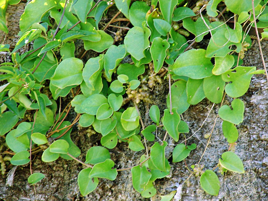 Leaves Anredera cordifolia (Madeira vine, mignonette vine, uala hupe); leaves. Lanai City, Lanai, Hawaii, USA. April, 2007.