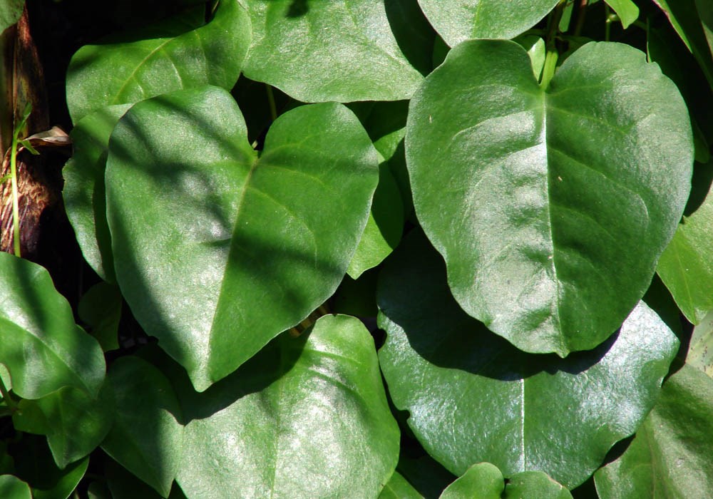 Leaves Anredera cordifolia (Madeira vine, mignonette vine, uala hupe); close-up of leaves. Lanai City, Lanai, Hawaii, USA. April, 2007.
