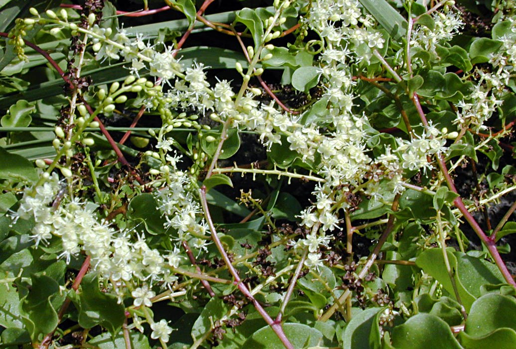 Flowers Anredera cordifolia (Madeira vine, mignonette vine, uala hupe); flowers. Poko, Maui, Hawaii, USA. October, 2001.