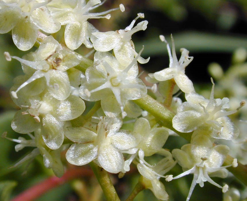 Flowers Anredera cordifolia (Madeira vine, mignonette vine, uala hupe); close-up of flowers. Poko, Maui, Hawaii, USA. October, 2001.