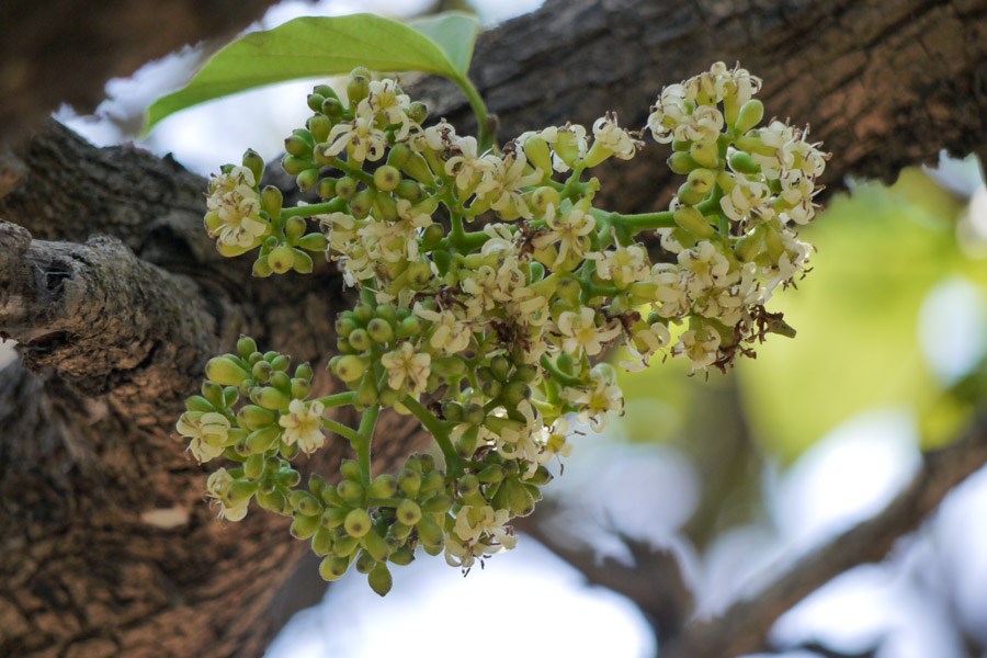 Limnoria quadripunctata, male and female, ventral view. Moustérian, Golfe du Morbihan, Brittany, France. 03/07/2008.