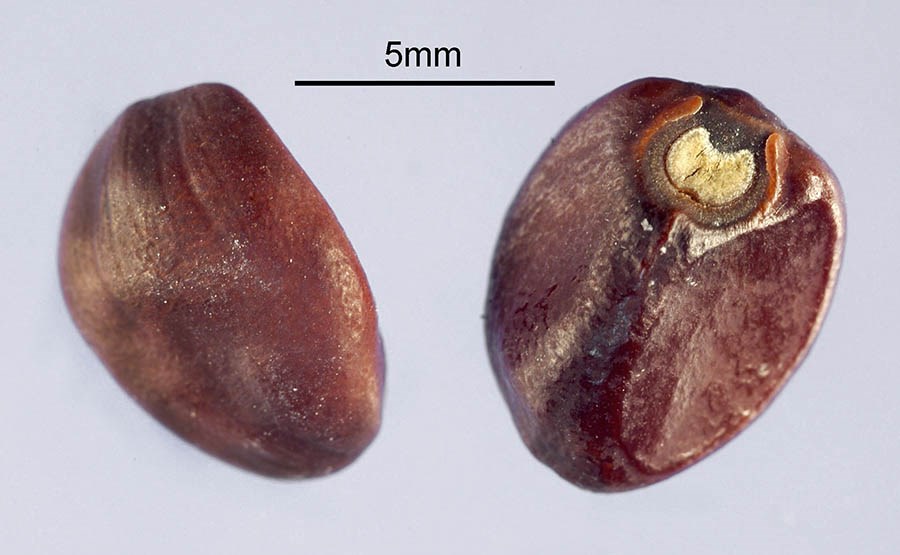 Habit Corynocarpus laevigatus; karaka grove. Papaitonga, New Zealand. January, 2005.