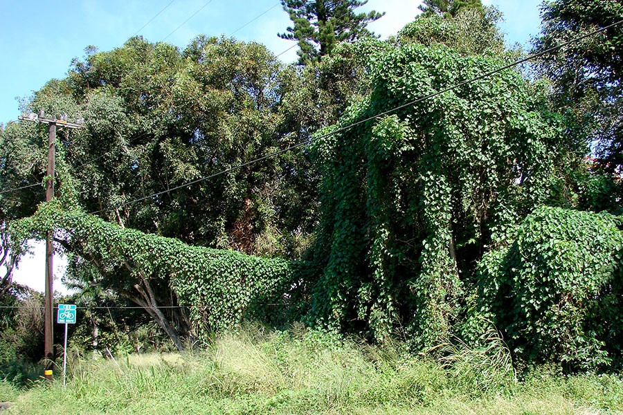 Habit Bright green canopies of Karaka. Onaero Reserve, New Zealand.
