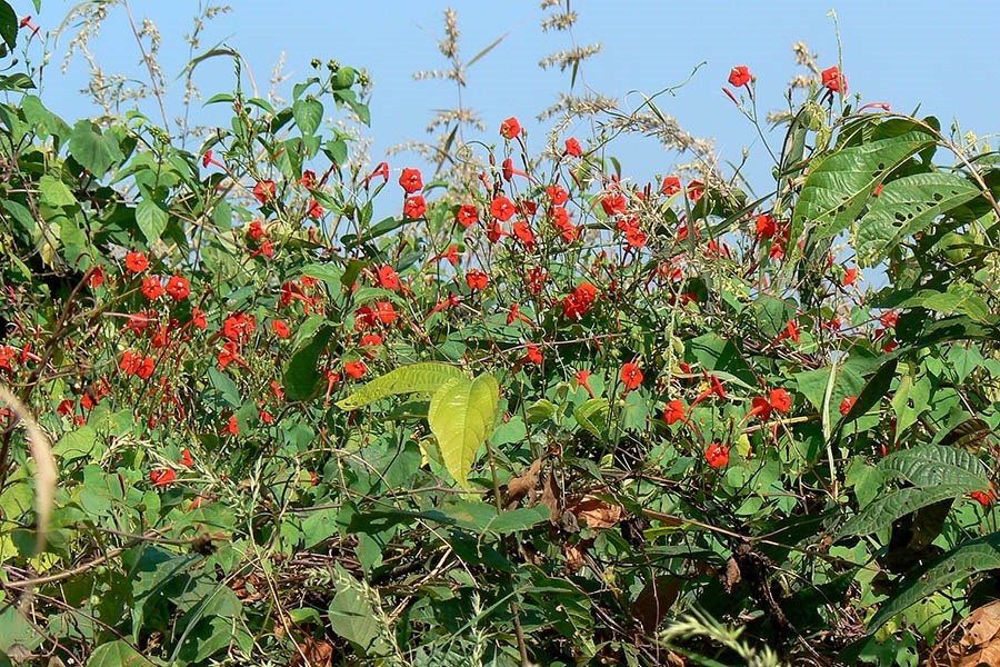 Bark Corynocarpus laevigatus; Karaka, bark. November, 2012