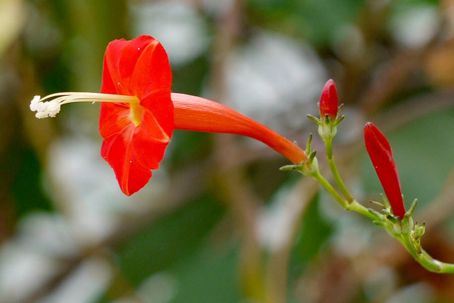 Female inflorescence Corynocarpus laevigatus; Karaka, female inflorescence. November, 2012