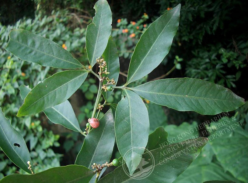 Male flowers Corynocarpus laevigatus; karaka, male flowers. November 2012.