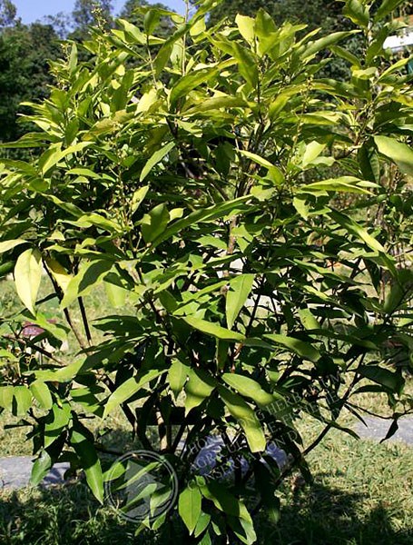 Fruiting tree Karaka, fruiting. Papaitonga, New Zealand
