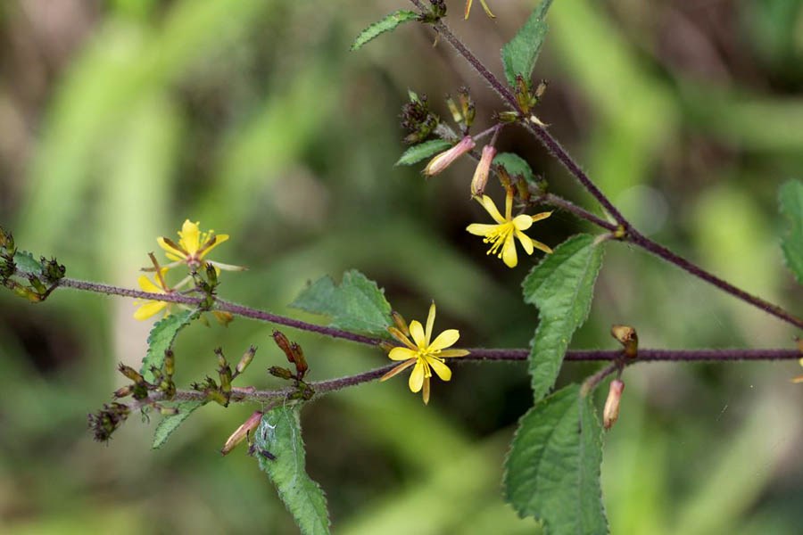 Ripening fruits Corynocarpus laevigatus; karaka, ripening fruits. Papaitonga, New Zealand