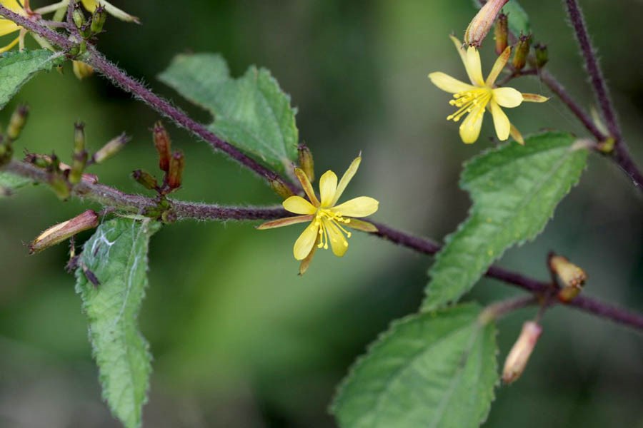 Fruits Corynocarpus laevigatus; karaka, fruits. Papaitonga, New Zealand. January 2005.