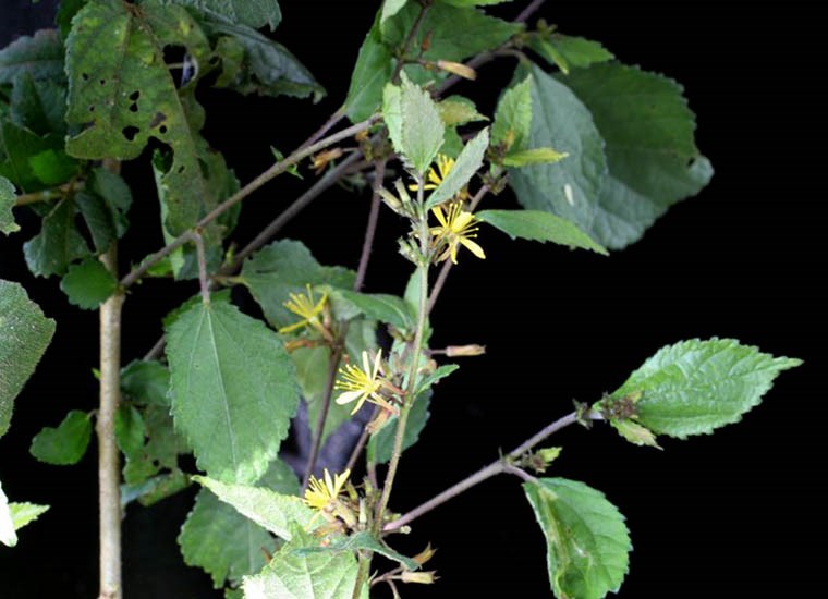 Seedlings Corynocarpus laevigatus; karaka, seedlings. Putangirua, New Zealand. December 2012.