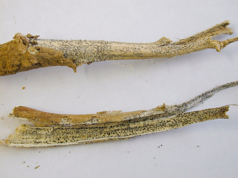 Male Odocoileus hemionus sitkensis (black-tailed or mule deer); ear-tagged male (buck). Kunga Island, Haida Gwaii.