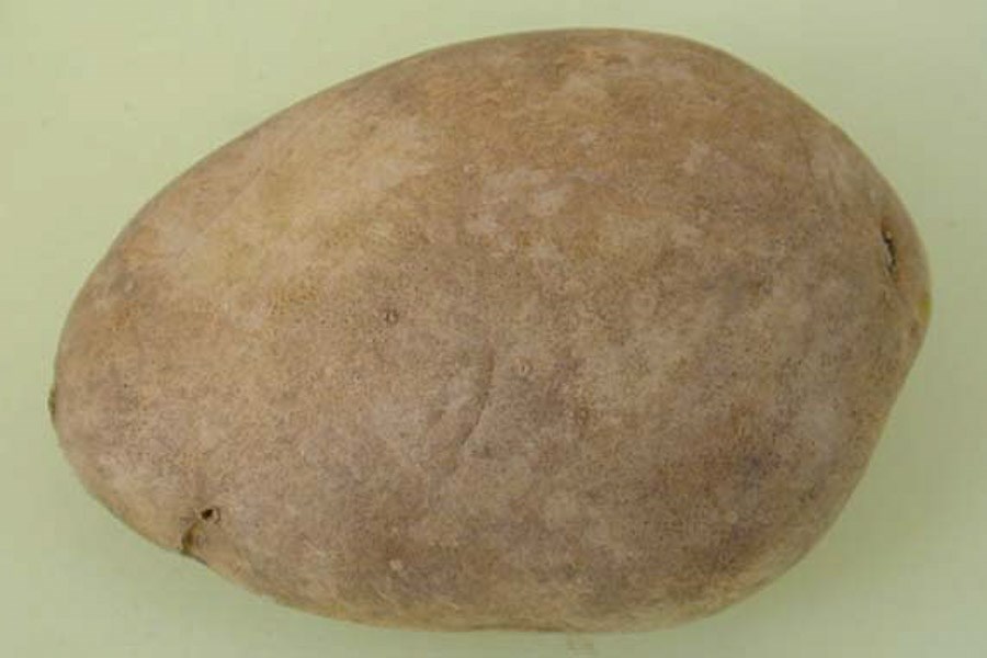 Female Odocoileus hemionus sitkensis (black-tailed or mule deer); female (doe). Kunga Island, Haida Gwaii.