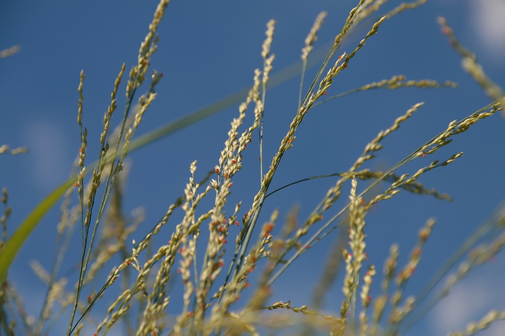 Deer exclosure Odocoileus hemionus sitkensis (black-tailed or mule deer); deer exclosure 11 years after establishment. Kunga Island, Haida Gwaii.