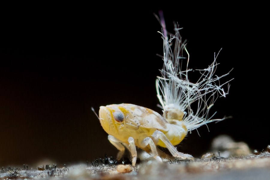Leaf and stem specimen Pluchea indica (Indian camphorweed); leaf and stem specimen. Maui, Hawaii. April 05, 2006.