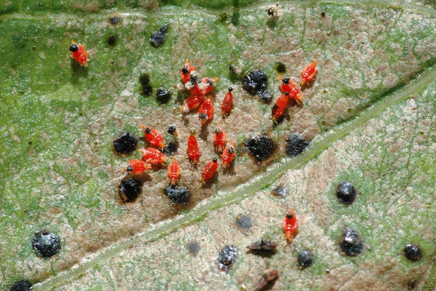 Habit Pluchea indica (Indian camphorweed); habit at Mokolii, Oahu, Hawaii. April 19, 2005.