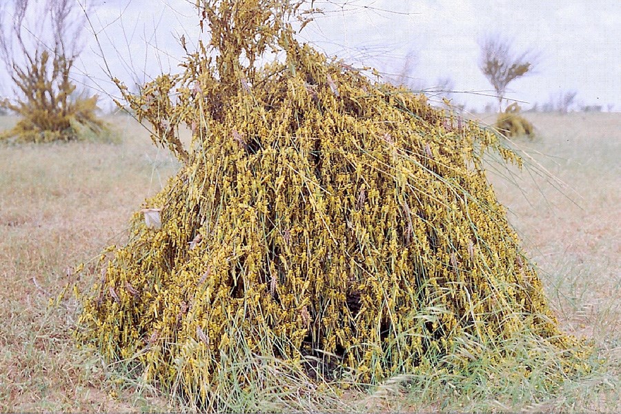 Discula destructiva (Dogwood anthracnose); foliar symptoms of dogwood anthracnose on flowering dogwood (Cornus florida L.)