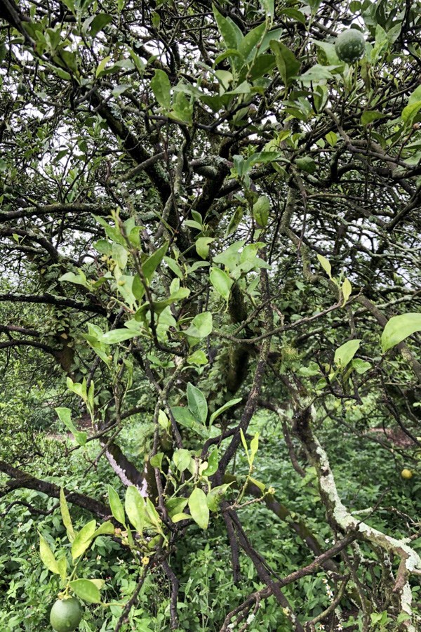 Discula destructiva (Dogwood anthracnose); floral symptoms of dogwood anthracnose on flowering dogwood (Cornus florida L.)