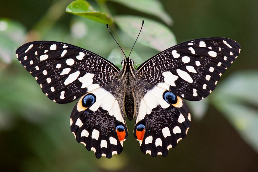 Male and female Chinese rose beetles, Adoretus sinicus. (Note scale)
