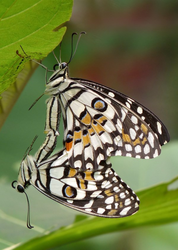 Two adult Adoretus sinicus on a leaf, showing typical interveinal feeding damage.