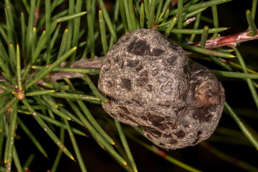 Adult feeding Brown marmorated stink bug (Halyomorpha halys); adult feeding on a cherry.