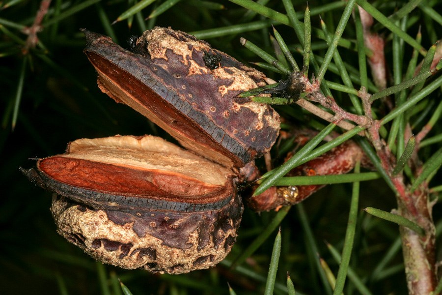Natural enemy Natural enemy; parasitoid wasps (Trissolcus halyomorphae) parasitizing eggs of brown marmorated stink bug (Halyomorpha halys).