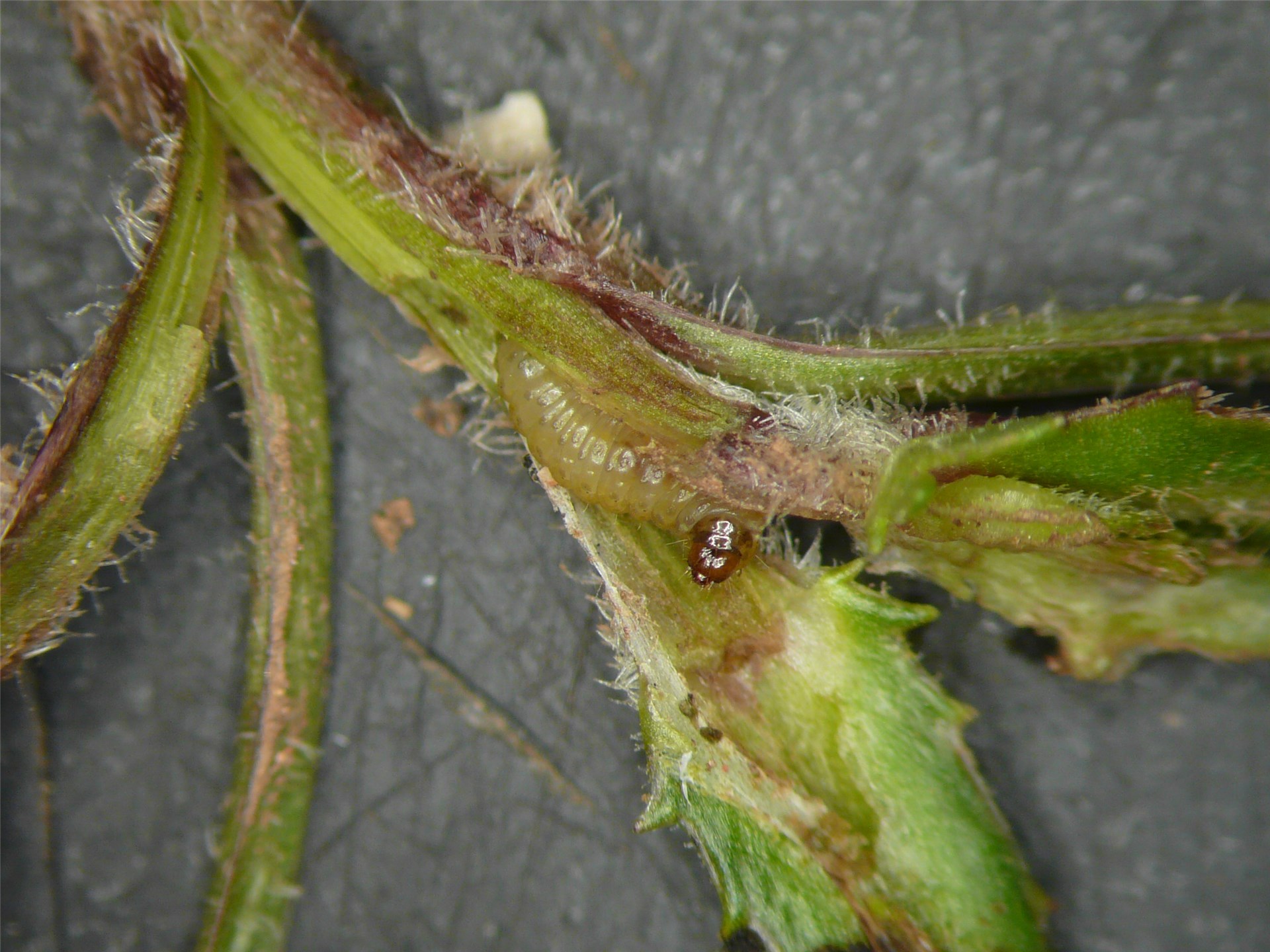 Symptoms Maize lethal necrosis disease symptoms. Naivasha, Kenya. March 2012