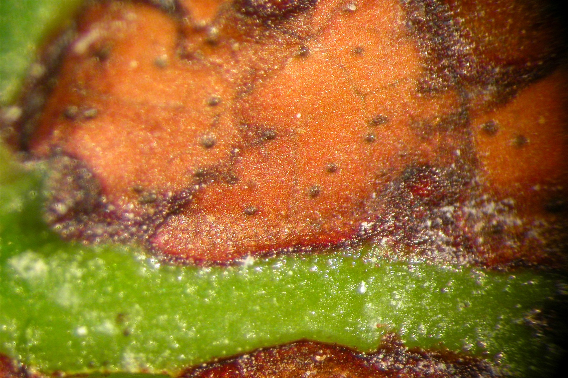 Leaves Anredera cordifolia (Madeira vine, mignonette vine, uala hupe); leaves. Lanai City, Lanai, Hawaii, USA. April, 2007.