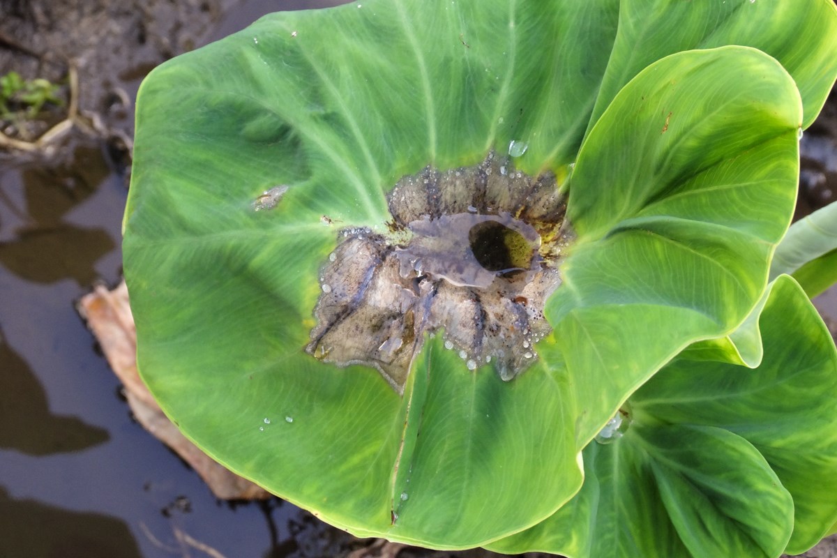 Adult female Anastrepha serpentina (sapodilla fruit fly) female, dorsal view. Sample from Programa Moscafrut, SAGARPA-IICA, Mexico.