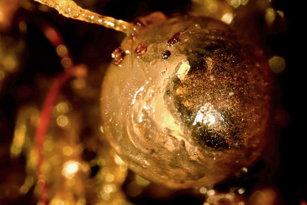 Seedling Iva xanthiifolia (giant sumpweed, marsh-elder); small plant at six leaf stage.