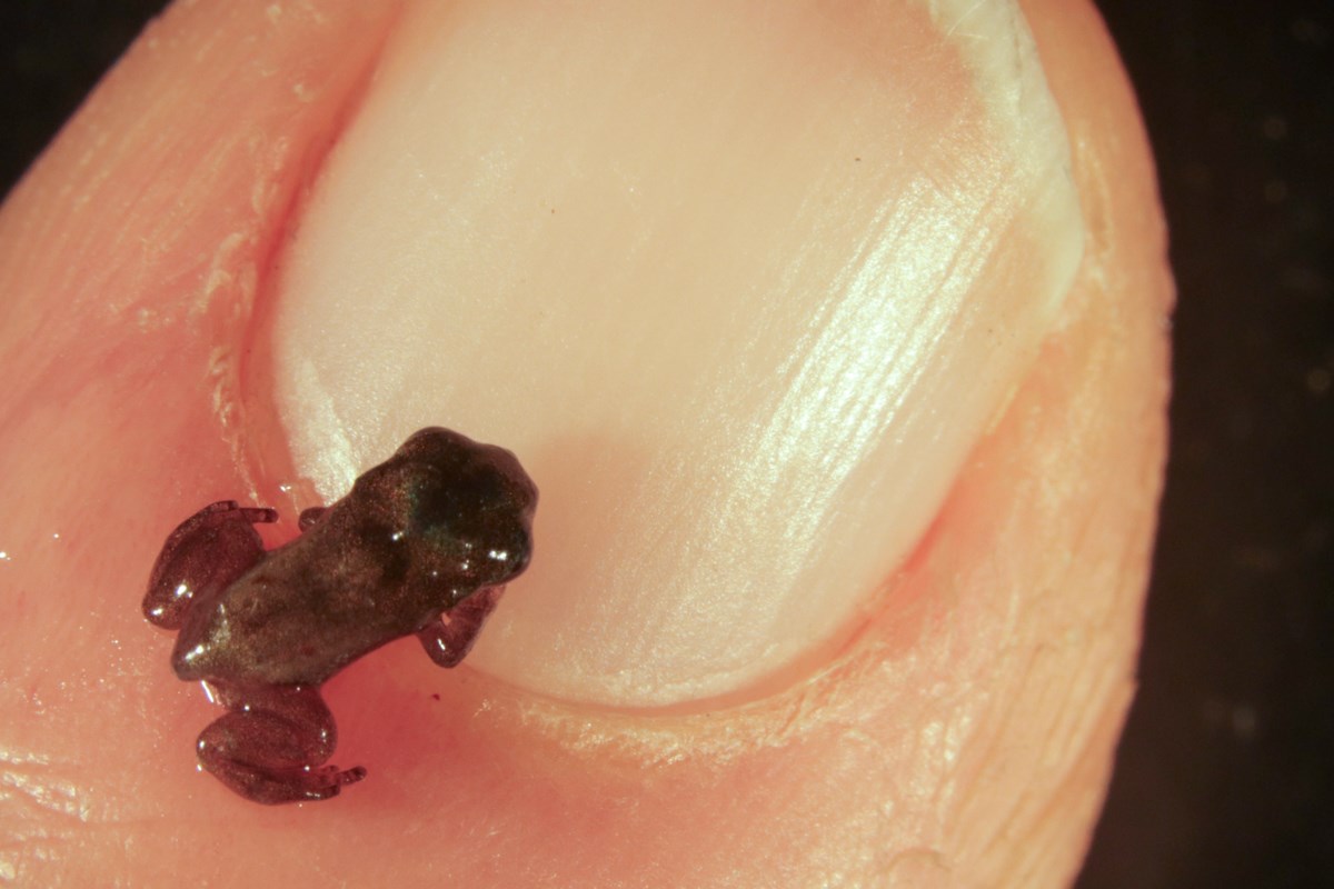 Leaves Iva xanthiifolia (giant sumpweed, marsh-elder); light greyish-green leaves, with lobed to double serrated leaf margins.