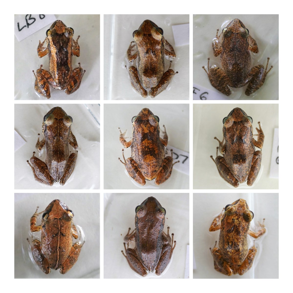 Developing flowers Iva xanthiifolia (giant sumpweed, marsh-elder); close-up of developing flowers.