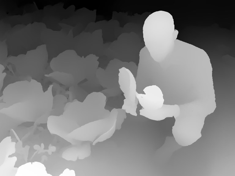 Bocconia frutescens (parrot-weed, plume poppy, tree celandine); invading dry forest at Kanaio Natural Area Reserve. Maui, Hawaiian Islands, USA. January, 2003.