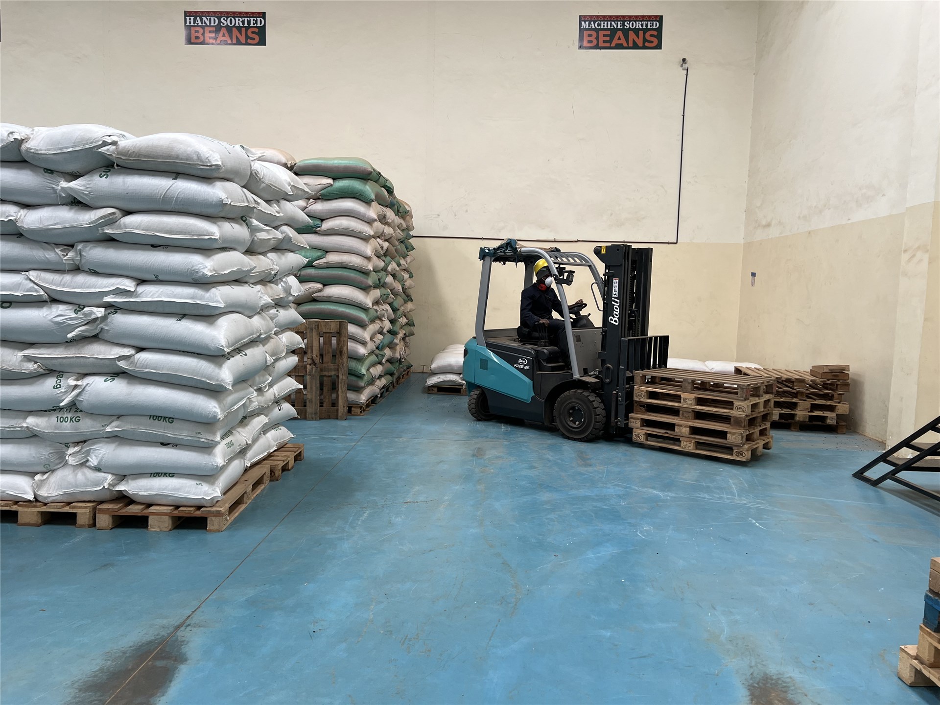 Bocconia frutescens (parrot-weed, plume poppy, tree celandine); invading a lava flow and shrubland. Kanaio Natural Area Reserve, Maui, Hawaiian Islands. January, 2003.