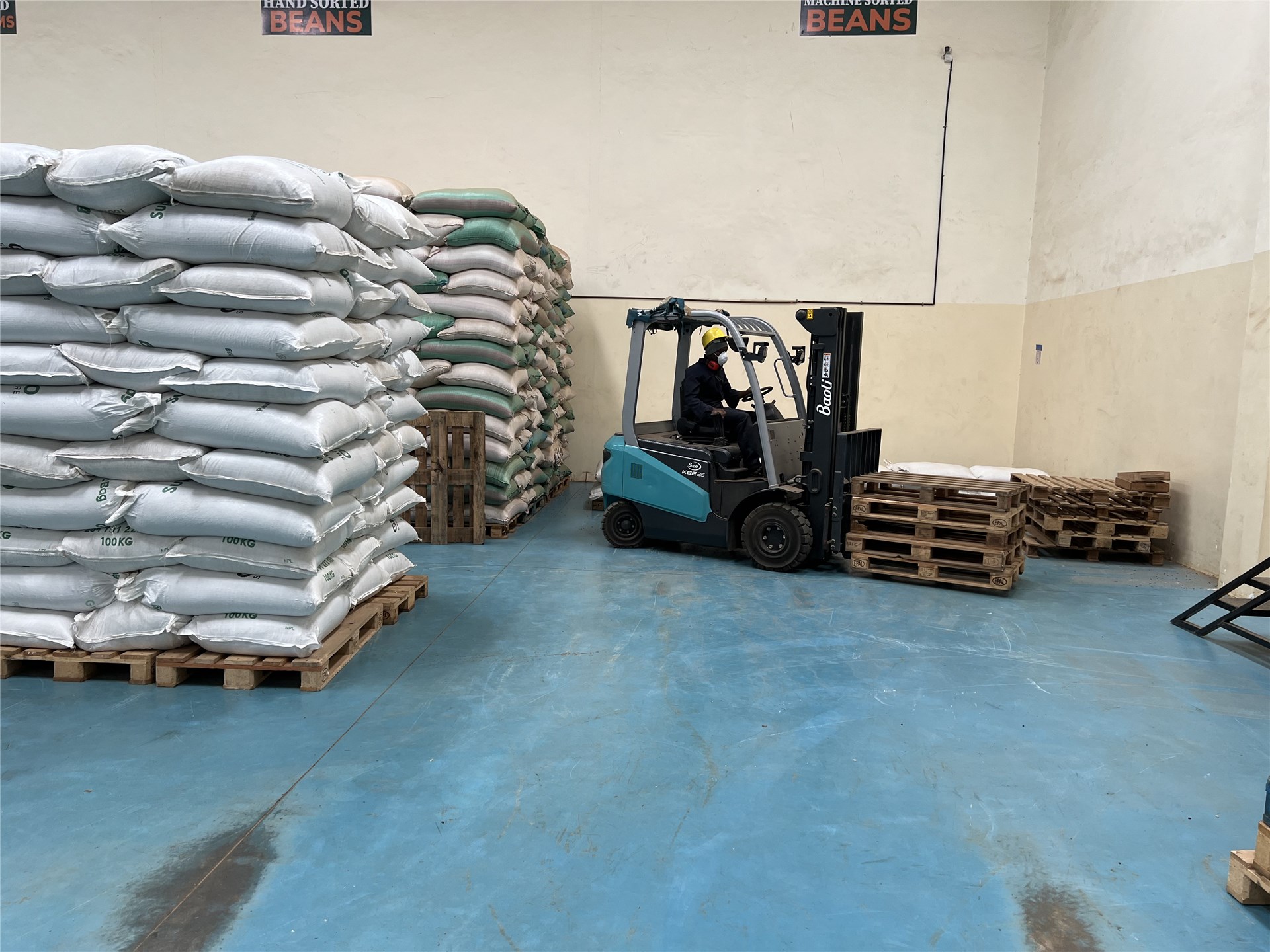 Bocconia frutescens (parrot-weed; plume poppy; tree celandine); invading dry forest, with a native tree (Pleomele auwahiensis) in left foreground. Kanaio Natural Area Reserve, Maui, Hawaiian Islands, USA.