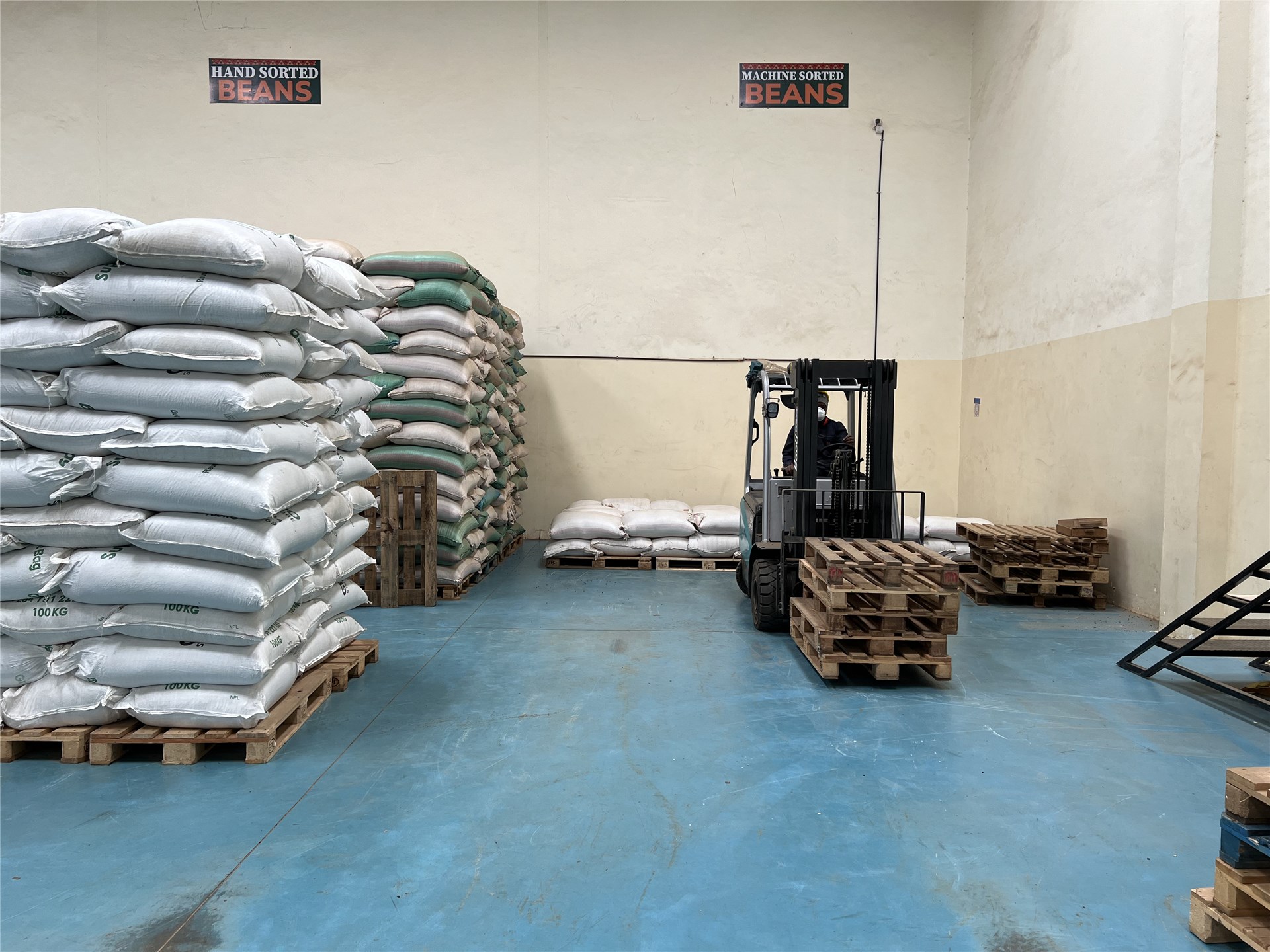 Bocconia frutescens (parrot-weed, plume poppy, tree celandine); flowering tree, with multi-branched habit. Kanaio Natural Area Reserve, Maui, Hawaiian Islands, USA. December, 2002.