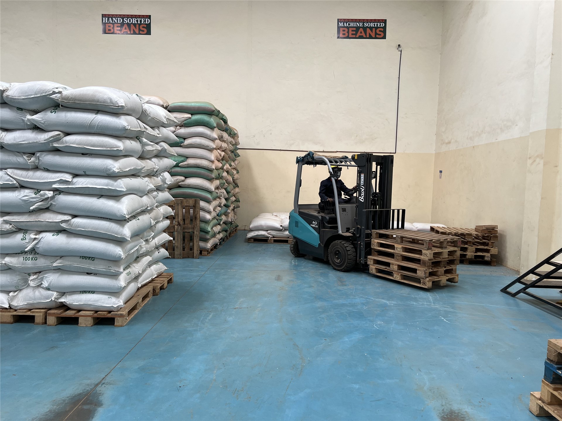 Bocconia frutescens (parrot-weed, plume poppy, tree celandine); mature panicle, before dehiscence. Auwahi dry forest, Maui, Hawaiian Islands, USA. December, 2002.