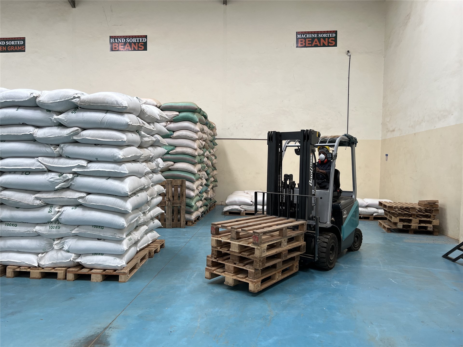 Bocconia frutescens (parrot-weed, plume poppy, tree celandine); inflorescence. Kanaio Natural Area Reserve, Maui, Hawaiian Islands, USA. December, 2002.