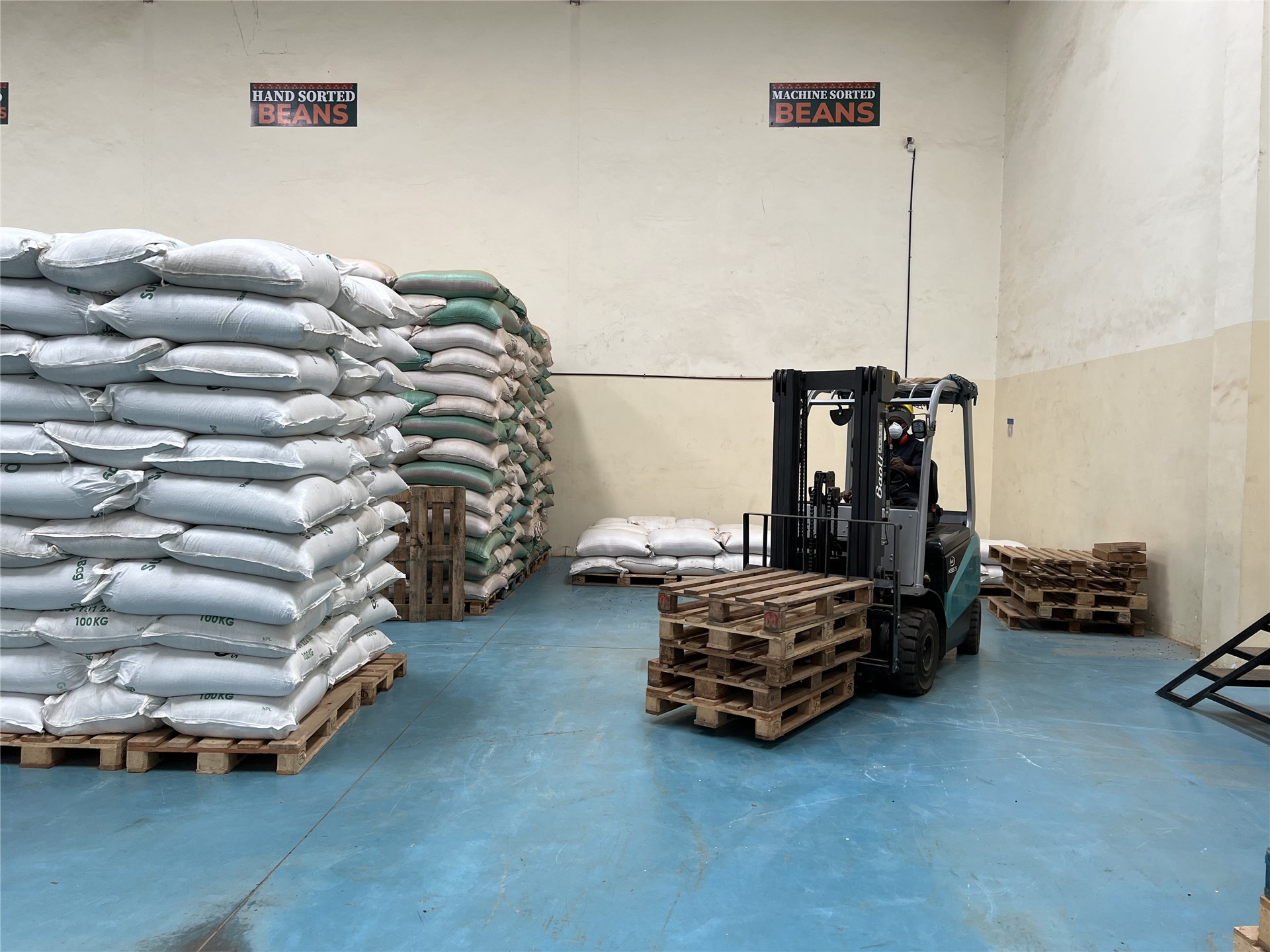 Bocconia frutescens (parrot-weed, plume poppy, tree celandine); fruiting panicle, with dehisced capsules and arillate seeds. June, 2003.