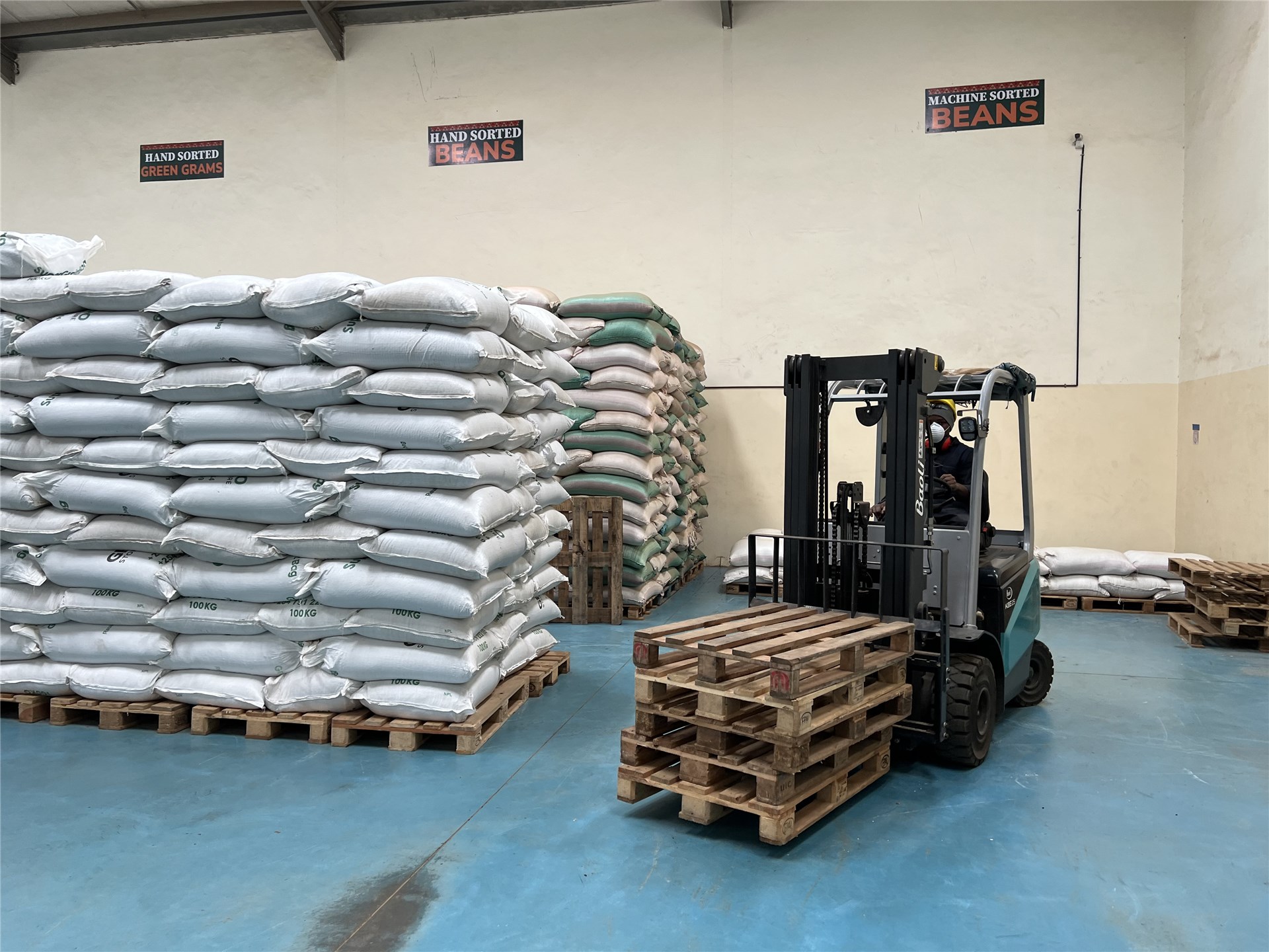 Bocconia frutescens (parrot-weed, plume poppy, tree celandine); close-up of seed, with aril inside dehisced capsule.