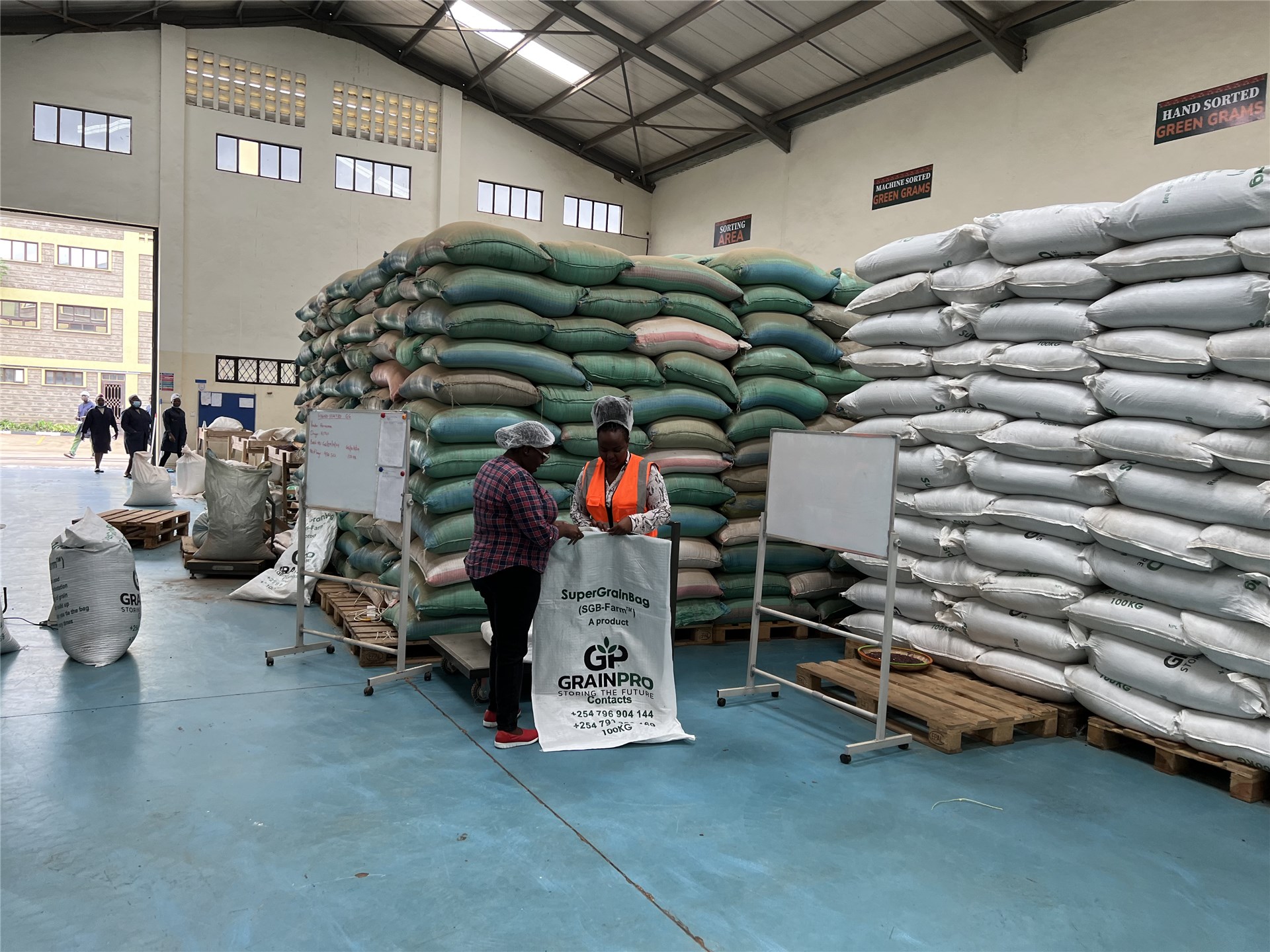 Bocconia frutescens (parrot-weed, plume poppy, tree celandine); close-up of seed, with aril inside dehisced capsule. June, 2003.