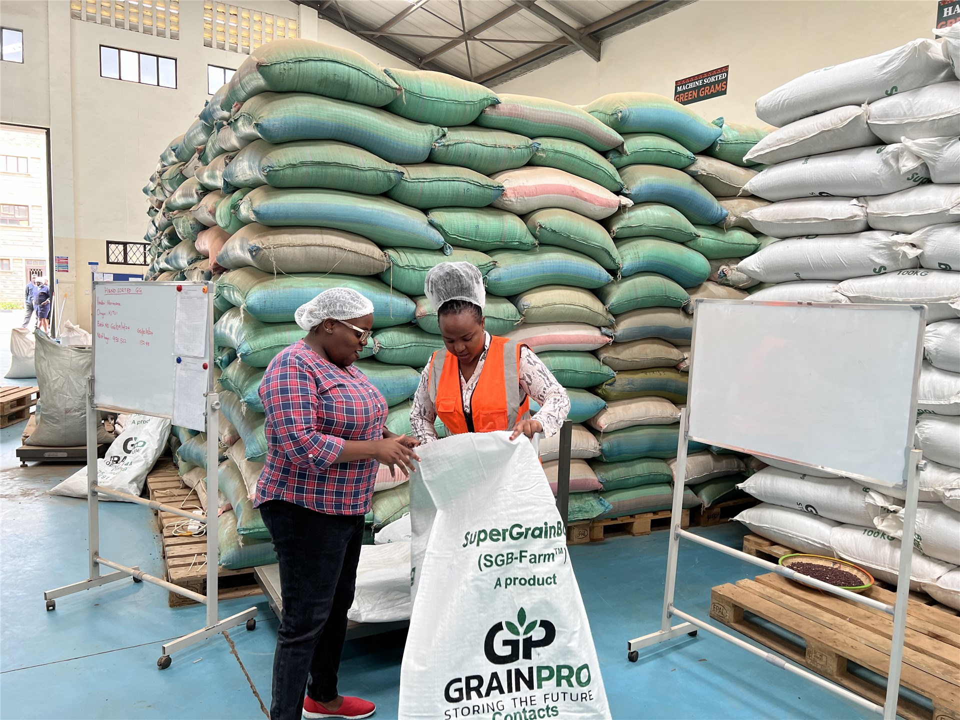 Bocconia frutescens (parrot-weed, plume poppy, tree celandine); seedlings with cotyledons. March, 2004.
